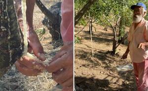 ფერმერმა ბიბლიაში 17-ჯერ ნახსენები "ზეციური მანანას" წარმოება შეძლო - რას ჰყვება ის ფერმერმა ბიბლიაში 17-ჯერ ნახსენები "ზეციური მანანას" წარმოება შეძლო - რას ჰყვება ის