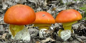 "მკვლელი ორეული": "ყველა პაციენტს ჰქონდა გაორება, ჰალუცინაციები, კუნთების კანკალი და გონების დაკარგვაც" - რისკენ მოუწოდებენ ტოქსიკოლოგები მოსახლეობას?! "მკვლელი ორეული": "ყველა პაციენტს ჰქონდა გაორება, ჰალუცინაციები, კუნთების კანკალი და გონების დაკარგვ...