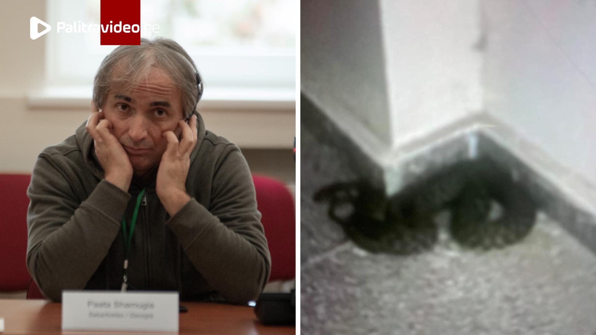 "ჩვენს კორპუსში, მეზობლებს დახვდათ მსუქანი გველი - გიურზა არისო, ბავშვებით სავსეა კორპუსი და როდის გ...