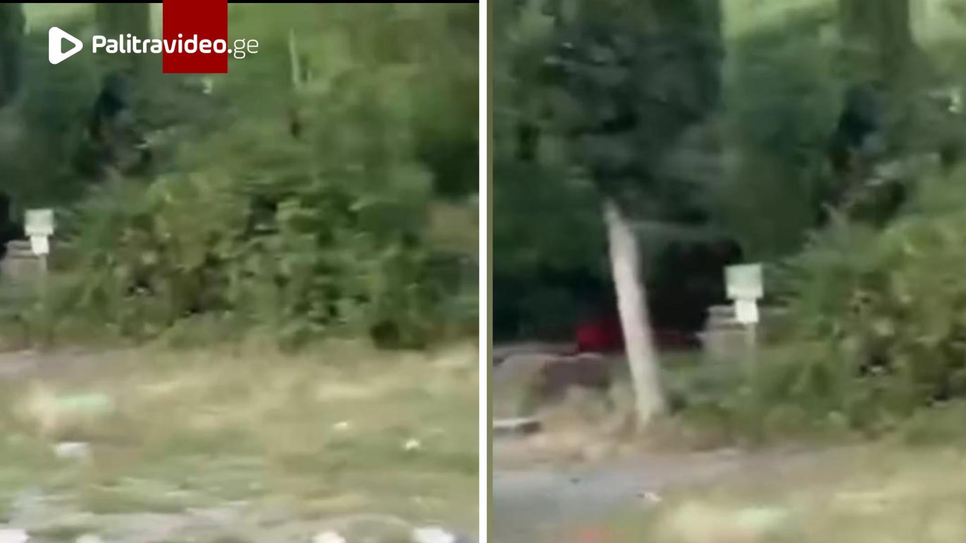 "ეკოლოგიურად სუფთა რძე?" - ვრცელდება საგანგაშო ვიდეოკადრები